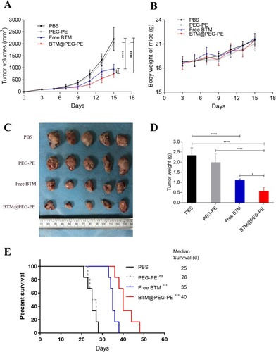 Figure 6 Therapeutic efficacy of BTM@PEG-PE micelles against CT26 tumors (N=10). (A) Tumor growth in mice during the experimental period. (B) Change of bodyweight of tumor-bearing mice (N=10). (C) Excised tumors at the end of experiments (N=5). (D) Tumor weight at the end of experiments (N=5). (E) Survival analysis of tumor-bearing mice after treatment of different formulations (N=6). Each point represents the mean ± SD, *P<0.05, ***P<0.001, ****P<0.0001; ns, not significant.