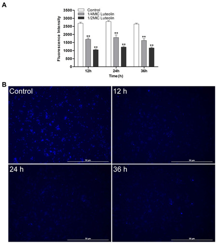 Figure 6 Effect of luteolin on the nucleic acid content in T. pyogenes. (A) Changes of fluorescence intensity of nucleic acid after treatment with luteolin. Data are presented as mean (± SD) of three replicates (compared with the control, ** P < 0.01). (B) Fluorescence microscopy images of T. pyogenes after 1/2 MIC luteolin treatment for 12 h, 24 h and 36 h, respectively.