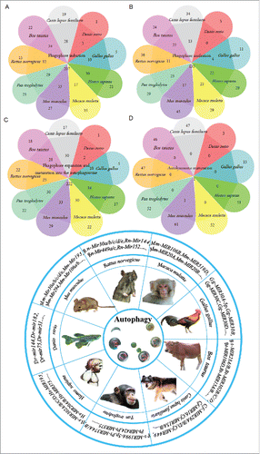 Figure 4. An overview of the functional and physical interactions between multiple predicted miRNAs from different species and autophagy. The Venn diagram includes 375 predicted miRNAs in the analysis. According to species, we assigned the miRNAs to 9 groups during the different steps of autophagy, and the data intersection is shown in the Venn diagram. The pie chart presents the different species involved in this biological miRNA prediction and the representative predicted miRNAs that are involved in autophagy.