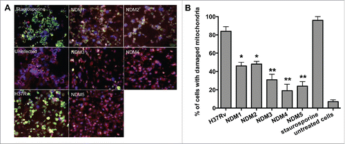 Figure 3. (A) Immunofluorescence analysis of mitochondrial transmembrane disruption after Mtb wild-type and NDMs infection compared to uninfected cells and staurosporine treatment (positive control). Red scattered staining in THP-1 cells indicate undamaged mitochondria; however, cells with altered mitochondrial membrane stains green as the dye accumulates in the cytoplasm and remains in its monomeric form. (B) The percentage of necrosis quantified in 2 hundred cells that was infected with either the Mtb wild-type or NDMs at MOI of 10. **, p < 0.01 and *, p < 0.05, the significance of differences between NDMs and the wild-type.