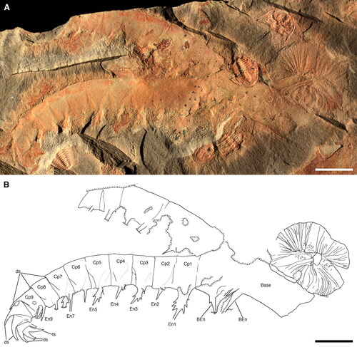 Figure 2. Anomalocaris daleyae sp. nov. Holotype SAMA P51398a. Paired frontal appendages and oral cone. A, photograph. B, camera lucida drawing (grey lines correspond to cuticle wrinkles). Abbreviations: BEn, base endite; Cp1–Cp9, claw podomeres 1–9; ds, dorsal spine; En1–9, endites of claw podomeres 1–9; ts, terminal spine on Cp13. Scale bars: 10 mm.