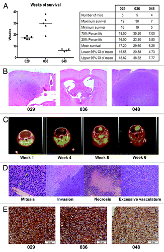 Figure 2. GBM cells from different neurosphere cultures form tumors with different phenotypes when injected into mouse brains. (A) Survival in weeks of mice injected with 029, 036, or 048 neurosphere cells treated with the control substance DMSO for 1 wk prior to injection. Dot plot and column statistics were generated using the GraphPad Prism 4 software (GraphPad Software, http://www.graphpad.com). (B) Representative H&E staining of the tumors displayed in (A). (C) 18F-FET PET/CT scans of a mouse injected with DMSO-treated 048 cells at week 1, 4, 5, and 6 after injection. (D) Representative H&E pictures of the intracranial tumors showing characteristics of high grade gliomas i.e., mitosis and invasion and GBM specific hallmarks i.e., necrosis and excessive vasculature. Green arrows indicate mitotic cells. (E) Representative immunohistochemical stainings of the Notch-1 receptor in tumors formed from 029, 036, and 048 control treated neurosphere cells, respectively. Scale bar shows 50 µm.