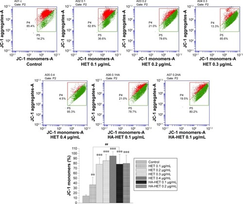 Figure 8 Mitochondrial depolarization of T24 bladder carcinoma cells after pure HET and HA/HET aggregate treatment assessed by JC-1 staining and flow cytometric analysis.Note: In all, 0.1 µg/mL HA nanoparticles-aggregated HET more than doubled the green monomer rate in bladder carcinoma cells compared with that of pure HET, while pure HET and HA/HET aggregates at 0.2 µg/mL caused similar green monomer rates, ~78.6%–80.2% (***P<0.001, ** and ##P<0.01; N=3).Abbreviations: HET, heteronemin; HA, hyaluronan.