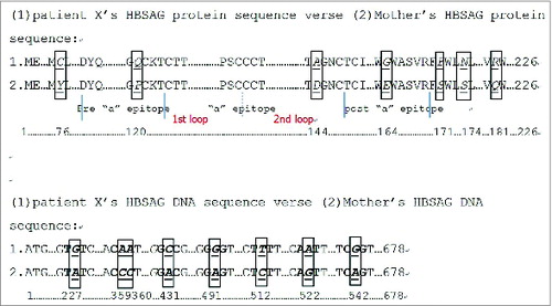 Figure 1. The nucleotides sequence (nt) and amino acid (aa) sequence of S gene from patient X and her mother.The nucleotides sequence and amino acid sequences of S gene from patient X at the age of 3 months and 3 years are the same. All aa122 and aa160 among them are Lys(K), the characteristic amino acids for subtype adw.Citation22
