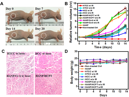 Figure 6 Chemotherapy and photodynamic therapy of SCC7 tumors with HTCC. (A) Typical photographs of SCC7 tumor-bearing mice at different days after HTCC treatment. (B) Tumor growth curves of different groups of SCC7 tumor-bearing mice. Error bars represent the standard deviations of five mice per group. Student’s t-test: HTCC w/IR vs HTCC without IR, HTCC with IR vs HCC with IR, HTCC with IR vs HCC without IR, HTCC with IR vs HANP/HCPT with IR, HTCC with IR vs HANP/HCPT without IR, *p < 0.05, HTCC with IR vs non-treated control, HTCC with IR vs HANP, HTCC with IR vs HANP/Ce6 without IR, HTCC with IR vs HANP/Ce6 with IR, **p < 0.005. (C) H&E-stained tumor sections of SCC7 tumor-bearing mice in different groups at three days after the last treatment. (D) Body weights changes in mice received different treatments during the study.