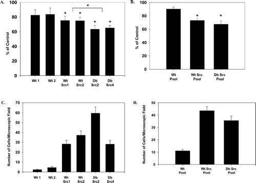 Figure 4 Cell adhesion and migration for cell clones and cell pools of v-Src expressing cells were not affected by maintenance of GJC and lack of Cx43 tyrosine phosphorylation. Cell adhesion analysis: (A) cell clones and (B) cell pools. Equal numbers of cells were plated in 96 well culture dishes, grown overnight, and then treated for 5 min with 5 mM EDTA/PBS. Cells were washed and the remaining attached cells were trichloroacetic acid (TCA) fixed and then stained with SRB (see Materials and Methods). Protein determination at 570 nm was used as a measure of cell concentration and reported as a percent of the control (treated with PBS alone). An asterisk indicates values that are statistically different from the controls (Wt 1 and Wt 2) or groups statistically different from each other (the Wt Src clones versus the Db Src clones). Cell migration analysis: (C), cell clones and (D) cell pools. Cells were grown overnight and the monolayer was wounded by scraping with a plastic pipette tip. The cells then were rinsed and fed with medium lacking fetal calf serum (FCS) to reduce cell proliferation. After 24 hr, the cells were fixed in −20°C methanol and stained with 0.1% crystal violet. Wounded areas were microscopically examined, and cell migration was measured by counting the number of cells migrating into the wounded area within a microscopic field. Error bars represent the standard error of the mean (SEM).