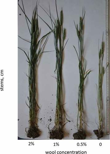 Figure 5. Stems of winter wheat Kilimandzaro variety grown in plots with different wool content at the end of heading stage.