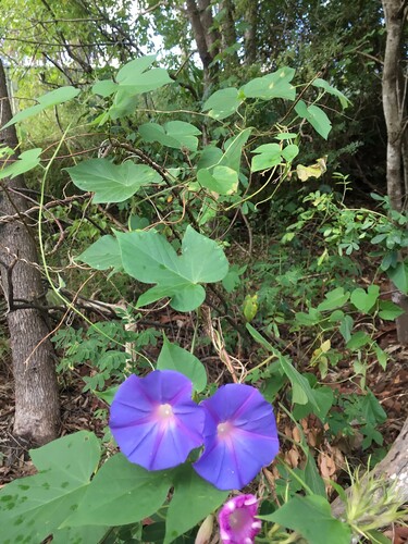 Figure 1. Ipomoea purpurea (one of many species known as “morning glory”). All photographs courtesy of the author.