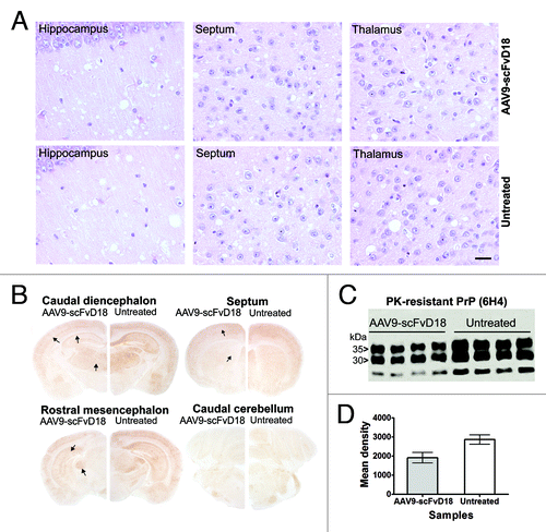 Figure 5. Neuropathological and biochemical changes in scrapie infected mice at terminal stage. The most severe spongiform alterations were found into the hippocampus, thalamus and septum (H&E), without significant difference between AAV9-scFvD18 treated and untreated animals (A). Scale bar = 2μm (all microphotographs are at the same magnification). The hippocampus, enthorinal cortex, caudate/putamen nuclei and thalamus of scFvD18 treated mice (B) disclosed less PK-resistant PrPSc immunoreactivity (6H4) than untreated mice (arrows indicate areas with most evident differences). Western blot analysis (C) with anti-PrP antibody (6H4) of PK-digested brain homogenates from AAV9-scFvD18 treated and untreated mice and the relevant densitometric analysis (D) demonstrate statistically significant lower levels of PK-resistant PrPSc amount in the brain of AAV9-scFvD18 treated mice (p = 0.0154; double tailed, unpaired, t-test).