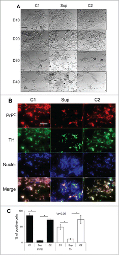 Figure 1. Suppression of PrPC delays differentiation into neuronal cells. (A) Phase-contrast images of hESCs with suppressed PrPC-expression (Sup) and in two control lines (C1 and C2) taken at 10th, 20th, 30th, and 40th day of differentiation. (B) Immunostaining for PrPC (red) and TH (green) on 40th day of differentiation. Hoechst 33342 was used for staining of nuclei (blue). Scale bar = 50 μm. (C) Quantification and statistical analyses of PrPC- and TH-positive cells on 40th day of differentiation. The data represent a mean ± SD from three independent experiments for each cell line. Statistical significance was determined by Student's t test: *, P < 0.05.
