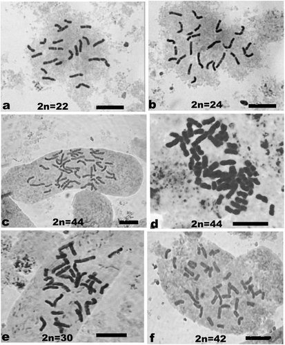 Figure 3. Mitotic metaphase stages showing chromosome number in diploid, aneuploid and tetraploid collections of ginger. (a) Diploid collection acc. no. 12 showing 2n = 22; (b) aneuploid collection acc. no. 147 showing 2n = 24; (c) tetraploid collection acc. no. 195 showing 2n = 44; (d) tetraploid collection acc. no. 821 showing 2n = 44; (e) a variant cell of acc. no. 195 showing 2n = 30; (f) a variant cell of acc. no. 195 showing 2n = 42. Scale bars represent 10 μm.