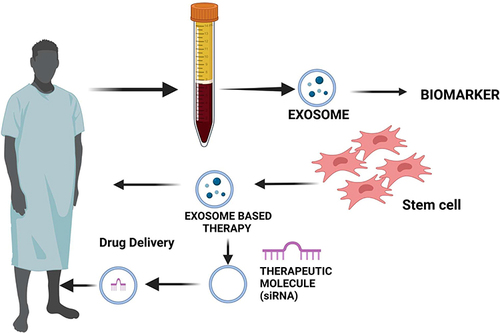 Figure 5 Potential therapeutic applications of MSC-EXOs as biomarkers and drug delivery vehicle. MSC-EXOs have enormous potential as a biomarker and drug delivery vehicle for various diseases such as neurological, autoimmune and inflammatory, cancer, ischemic heart disease, lung injury, and liver fibrosis due to enhanced biocompatibility, excellent payload capability, and reduced immunogenicity compared to alternative polymeric-based carriers. Created with BioRender.com.