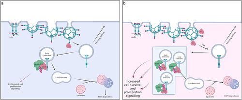 Figure 3. ACK regulates EGFR degradation. (a) in normal physiology, ACK binds to EGFR following EGF stimulation. ACK co-localizes with EGFR during internalization and is subsequently ubiquitinated by Nedd4-1/2 and degraded alongside EGFR. ACK ubiquitination acts as a sorting signal that directs the complex to late endosomes/lysosomes. (b) in cancer, ACK overexpression slows EGFR endocytosis and causes EGFR retention in early endosomes leading to increased cell survival and proliferation signals. Little EGFR is degraded and most internalized EGFR is eventually recycled. Figure created in BioRender.