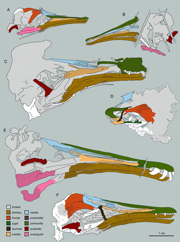 Figure 2 Camera lucida drawings of select enantiornithine skulls: A, Rapaxavis pani, DNHM D2522; B, Longirostravis hani, IVPP V11309; C, Longipteryx chaoyangensis, IVPP V12325; D, Eoenantiornis buhleri, IVPP 11537; E, Longipteryx sp., DNHM D2889; F, Longipteryx chaoyangensis, IVPP V12552; G, Shenqiornis mengi, DNHM D2951; H, Pengornis houi, IVPP 15336; I, Alethoalaornis agitornis, LPM 00009; J, Cathayornis yandica, IVPP V9769; K, Dapingfangornis sentisorhinus, LPM 00039; L, M, Gobipteryx minuta, IGM-100/1011, right and left lateral views.