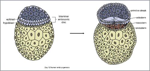 FIGURE 2. Gastrulation and the formation of 3 distinct germ cell layers: ectoderm, mesoderm, and endoderm.