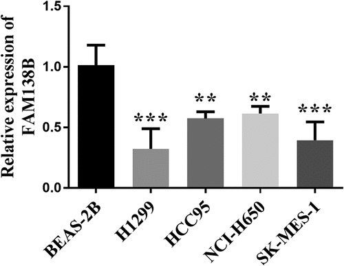 Figure 1. The expression levels of FAM138B were detected by RT-qPCR. Compared with normal neighboring cells BEAS-2B, its expression level was reduced. **P <0.01, ***P <0.001. Data were analyzed by one-way ANOVA.