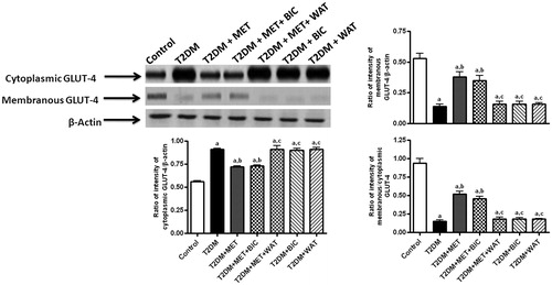 Figure 3. The effect of metformin in presence/absence of bicuculline or wortmannin on the level of expression of cytoplasmic (B) and membranous (C), and ratio of p-membranous to cytoplasmic (D) GLUT-4 in liver of T2DM rats. The blots are representative of cytoplasmic and membranous (A) GLUT-4 in liver. The results in the histogram are expressed as the ratio of relative intensity of levels of expression of cytoplasmic or membranous GLUT-4 to β-actin. All values are mean ± SEM of three separate sets of independent experiments. ap < 0.05 compared to control, bp < 0.05 compared to T2DM and cp < 0.05 compared to T2DM + MET [One-way ANOVA followed by Student–Newmann–Keuls post hoc test].