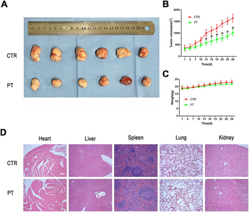 Figure 4 PT inhibited tumor growth in Eca109 ESCC subcutaneous xenograft tumor model. (A) Representative picture showing subcutaneous tumor-bearing nude mice of control and PT-treated group; (B) Changes in tumor volume of nude mice during treatment; (C) Changes in body weight of nude mice during treatment; (D) Representative images of HE staining for normal tissues (heart, liver, spleen, lung and kidney). Subcutaneous tumor-bearing nude mice were intraperitoneally injected with PT 4 mg/kg body weight, thrice a week for 4 weeks. Data were represented as means ± SD, n=6, *P < 0.05.