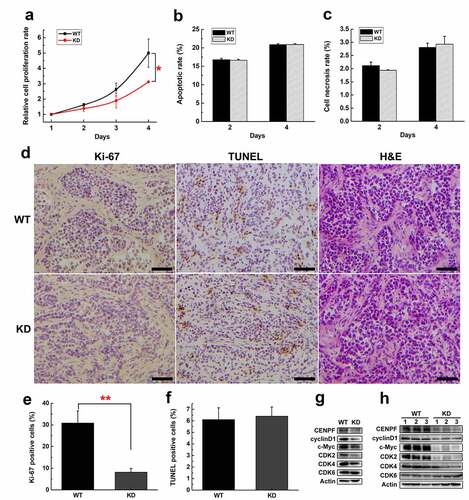 Figure 3. The effect of CENPF expression on HCC cell proliferation, apoptosis and necrosis. (a) Relative proliferation rate of H22 WT and KD cells during 4 d was measured by CCK-8. The apoptotic rate (b) or necrosis rate (c) of H22 WT and KD cells on day 2 or 4 were detected by flow cytometry. (d) Immunohistochemical staining of Ki-67, TUNEL staining and H&E staining of tumor biopsies obtained from mice injected subcutaneously with H22 WT or KD cells. Scale bar 50 μm. The rate of Ki-67 (e) or TUNEL (f) positive cells was calculated. The expression of proliferation related proteins in H22 cells (g) or tumors (h) with or without CENPF knockdown was analyzed by western blot. *, p < .05. **, p < .01. WT, wild type. KD, knockdown