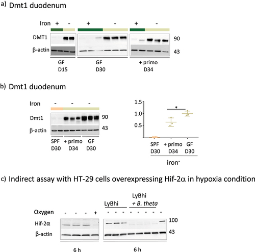 Figure 5. Effect of iron privation and the microbiota on Dmt1 expression and Effect of B. thetaiotaomicron supernatant on Hif-2α protein.