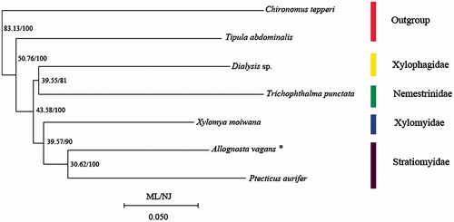 Figure 1. Phylogenetic tree among seven species which consist of five lower Brachycera species and two outgroups including Chironomidae and Tipulidae (*data sequenced in this study).