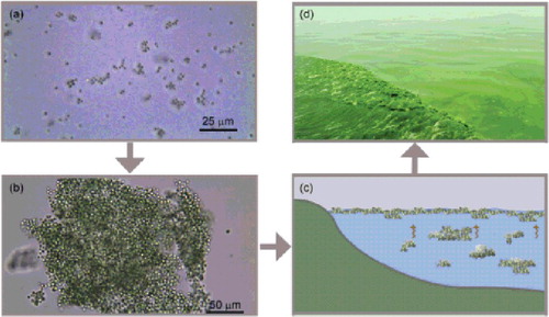 Figure 3. Conceptual explaining diagrams of cyanobacterial bloom ‘outbreak’ in Lake Taihu. (a) Cyanobacterial cell division and proliferation; (b) large colony formation through collision; (c) large colony floating upward to form visible bloom; and (d) cyanobacterial bloom transportation and migration along the onshore zone.