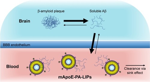 Figure 3 The sink effect strategy.Notes: Aβ assemblies are in equilibrium between the brain and bloodstream, across the BBB endothelium. It is proposed that mApoE-PA modified liposomes sequester soluble Aβ (monomers or soluble oligomers) in the peripheral bloodstream, which is then cleared. This creates an imbalance of soluble Aβ. Transport of Aβ from the brain to the blood, across the BBB, is then favored, to restore this imbalance. This reduces Aβ burden in the brain and is coined the “sink effect.”Abbreviations: Aβ, amyloid-β; mApoE-PA, apolipoprotein-E-phosphatidic acid; BBB, blood–brain barrier.