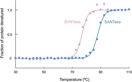 Figure 6. Thermal stability as measured by CD spectra. Closed circles, magenta (SVNTase) and cyan (SANTase), are representative normalized data points plotted with temperature intervals of 2.5°C. Solid lines, magenta (SVNTase) and cyan (SANTase), are their fitted curves.