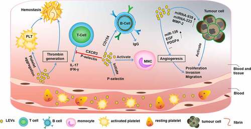 Figure 4. The function of platelet-derived extracellular vesicles (PEVs)