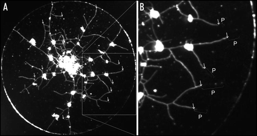 Figure 1 (A) A colony of Podocoryna carnea growing on an 18 mm diameter cover glass. Polyps are bright and circular; stolons are darker and web-like. The colony was briefly exposed to mild temperature shock (see text for details). Arrows indicate regressing stolons. (B) Inset of the colony shows the degree of regression by indicating the length that the non-living perisarc (P) extends beyond the living stolon tissue.