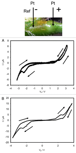 Figure 4. Dependencies of electrical current, I, on voltage VP applied along a pulvinus. Frequency of sinusoidal voltage scanning was 0.001 Hz. R = 47 kΩ. Position of Pt electrodes in the pulvinus of the Mimosa pudica is shown. Amplitude of applied voltage VFG from a function generator varies from -3.5 V to + 3.5 V (A) and from -4.5 V to + 4.5 V (B). These results were reproduced 27 times.