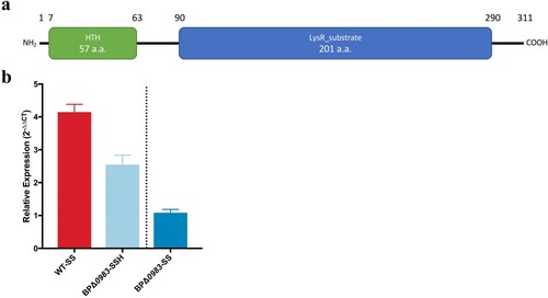 Figure 2. BP0983 is a transcriptional repressor of acrABC. (a) Diagram of the conserved domains of the LysR-family transcriptional regulator encoded by BP0983. A predicted helix-turn-helix motif (green) at the N-terminus is indicative of repressor activity. It also contains a LysR substrate domain (blue). (b) Expression of acrA determined by RT-qPCR. Growth of WT in SS broth with heptakis (SSH) was the reference condition for comparison on the left of the dotted line, and BPΔ0983 in SSH on the right. There was a significant increase in expression of acrA in WT in SS broth without heptakis (WT-SS) and BPΔ0983 SSH (BPΔ0983-SSH) with a fold change of 4.1 and 2.5 respectively. There was no difference between acrA expression in BPΔ0983 in SS compared to SSH. The data is based on three biological repeats. Error bars represent standard deviation and significance was determined by one-sample t-test comparing each condition to the reference.