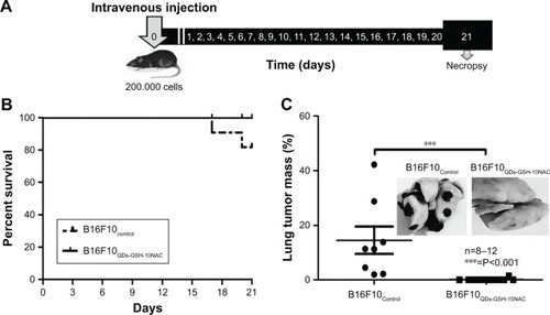 Figure 5 In vivo metastasis assays using rQDs-GSH-labeled B16F10 cells.Notes: B16F10QDs-GSH-10NAC and control cells were injected into the tail vein of C57BL/6 mice. After 21 days, mice were sacrificed and lungs were collected. (A) Scheme summarizing the time course of metastasis assays. (B) C57BL/6 mouse survival up to 21 days post-injection of B16F10 (dashed line) or B16F10QDs-GSH-10NAC (solid line) cells. (C) Determination of tumor mass present in lungs from C57BL/6 mice at 21 days post-injection of B16F10 control or B16F10QDs-GSH-10NAC cells. Results were averaged from8 (B16F10 control cells) or 12 (B16F10QDs-GSH-10NAC cells) independent experiments in mice (n=8–12). Data were analyzed using the nonparametric Mann–Whitney test. Statistically significant differences compared with the controls and different treatments are indicated. Note that the data shown were obtained in a double-blind study.Abbreviations: B16F10QDs-GSH-10NAC, B16F10 cells labeled with rQDs-GSH in presence of 10 mM of NAC; GSH, glutathione; NAC, N-acetylcysteine; QDs, quantum dots; rQDs-GSH, red QDs-GSH.