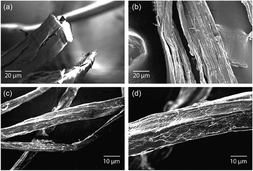 Figure 5. Scanning Electron Microscope (SEM) micrographs of treated Cannabis sativa L. at different levels of magnification; (a and b) at 20 μm and (c and d) at 10 μm.