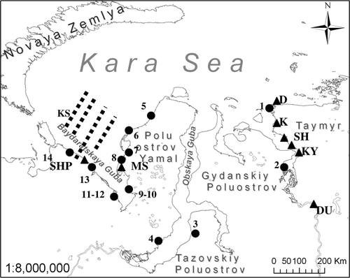 Figure 1 Black circles—location of the study sites: 1 to 14—coastal dynamics monitoring sites (more details in Table 1). Black triangles and block letters—locations of the exposures where samples for organic carbon content were collected. SHP—Point Shpindlera, DU—Dudinka, KY—Krasniy Yar, SH—Shaytansky, SK—Sopochnaya Karga, D—Dikson, K—Krestyanka, MS—Marresale, KS—Kara Sea (more details in Table 2). Black dotted lines—cross sections in Kara Sea where Kara Sea bottom sediments were sampled. Latitude 70°00′–72°00′N, longitude 60°00′–66°00′E.