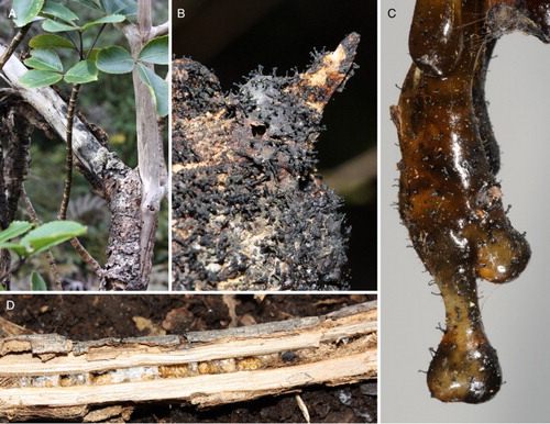 Figure 2. Chaenothecopsis schefflerae on Pseudopanax colensoi var. ternatus in New Zealand. A, Dead branch infested by several different beetle species. B, Hardened exudate with Chaenothecopsis (PDD110728). C, Semi-hardened exudate with Chaenothecopsis (PDD110739). D, Beetle pupae within larval cavities in host branch.