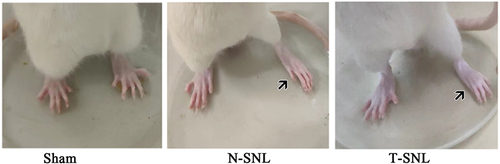Figure 2 Photographs showing foot deformities in three groups of rats. Display full size: Toes were held together.