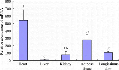 Figure 2.  Relative abundance of LPL mRNA in tissues of adult yaks. Different capitalised and small letters indicate p < 0.01 and p < 0.05, respectively. Adult yaks (3.5–5.5 yr; n=6) were used for the measurement.