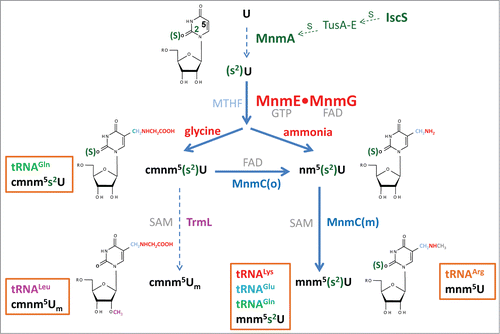 Figure 1. Synthesis of xm5(s2)U(m)-type nucleosides in E. coli. The MnmEG complex acts on position 5 of U34 in tRNALysmnm5s2UUU, tRNAGlumnm5s2UUC, tRNAGln(c)mnm5s2UUG, tRNALeucmnm5UmAA and tRNAArgmnm5UCU. MnmE binds GTP and MTHF, while MnmG is a FAD- and NADH-binding protein. In vitro, the MnmEG complex uses glycine and ammonium to respectively incorporate cmnm or nm at position 5 of U34 in the tRNA substrates. Thiolation at position 2 of U34 is catalyzed by MnmA on tRNALysmnm5s2UUU, tRNAGlumnm5s2UUC, tRNAGln(c)mnm5s2UUG, whereas the SAM-dependent TrmL enzyme methylates the 2´-OH group of the U-ribose in tRNALeucmnm5UmAA. MnmEG- and MnmA-catalyzed modifications occur independently of each other; thus thiolation may precede or follow the synthesis of the side chain at position 5. The FAD-dependent activity MnmC(o) of the bifunctional enzyme MnmC transforms cmnm5(s2)U into nm5(s2)U, whereas the MnmC(m) activity of MnmC transforms nm5(s2)U into mnm5s2U using SAM as the methyl donor.