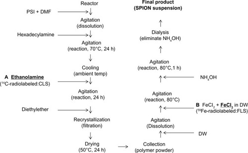 Figure 1 Scheme of ULS and radiolabeled-SPION suspension synthesis [(A) CLS; (B) FLS].Abbreviations: h, hours; temp, temperature; SPION, superparamagnetic iron oxide nanoparticles; ULS, unradiolabeled SPION; CLS, [14C]-labeled SPION; FLS, [59Fe]-labeled SPION; PSI, poly(succinimide); DMF, N,N-dimethylformamide; DW, deionized water.