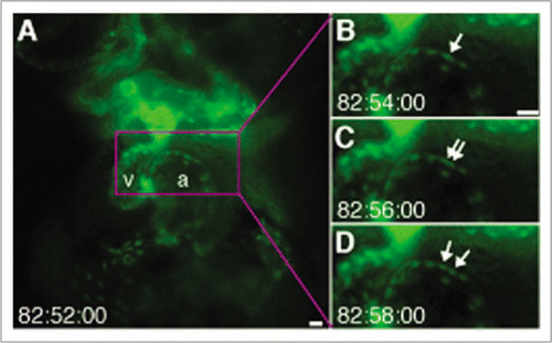 Figure 7 Time-lapse with computationally fixed heart reveals cell division. (A) Ventral view of a transgenic Tg(flk1:eGFP) zebrafish obtained via fluorescence microscopy. a: atrium, v: ventricle. Arrows indicate endocardial cell (B) shortly before (C) during and (D) after division. See also Movie 7. Scale bars are 20 µm.