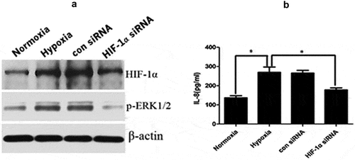 Figure 5. HIF-1α promoted ERK1/2 phosphorylation and downstream IL-8 expression. The expression of phosphorylated ERK1/2 was increased in KFs after hypoxic stimulation and decreased after HIF-1α silencing (a). The secretion of IL-8 was increased in KFs after hypoxic stimulation and decreased as a result of HIF-1α knockdown (b). (*p < 0.05)