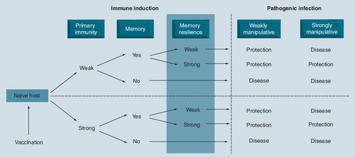 Figure 1. Concept of immune memory resilience and its importance for protection against pathogens with immunomodulatory properties.The ability of a vaccine to induce primary immune responses has relatively little effect on its effectiveness as the primary immune response will have largely abated by the time the pathogen infects the host. This is illustrated by the symmetrical nature of the schematic above and below the dashed line. In the absence of immune memory there is no protection irrespective of the type of pathogen. In the presence of immune memory there is always protection when the pathogen has little immunomodulatory ability. By contrast, protection against highly immunomodulatory pathogens is dependent on the presence of resilient immune memory responses.
