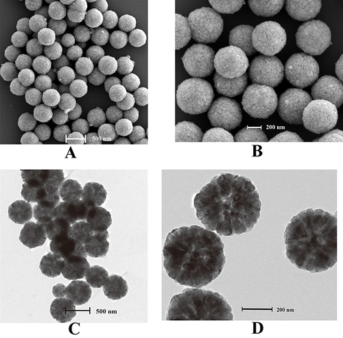 Figure 3 Characterization of MBs. SEM images of MBs at different magnification: (A) low magnification, (B) high magnification. TEM images of MBs at different magnification: (C) low magnification, and (D) high magnification.