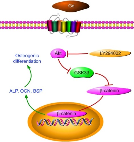 Figure 8 Gd and Akt/GSK3β signaling pathway, where Gd could activate Akt.Notes: Phosphorylated Akt could prevent GSK3β from forming a complex with β-catenin, resulting in the accumulation of β-catenin. Thus, it could promote osteogenic gene expression and enhance osteogenic differentiation.Abbreviation: Gd, gadolinium.