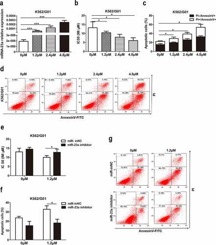 Figure 6. Effects of chidamide on miR-23a expression and IM resistance in CML cells. (a) qRT–PCR results of miR-23a expression in K562/G01 cells treated with serial dilutions of chidamide. ***p < 0.001. (b) CCK-8 assays in chidamide-treated K562/G01 cells after cultured with IM. The IC50 values are shown. *p < 0.05. (c and d) Flow cytometry analysis of apoptosis in chidamide-treated K562/G01 cells after cultured with IM. *p < 0.05. The expression of miR-23a was downregulated by an inhibitor, and the experiments mentioned above were repeated. The IC50 values (e) and flow cytometry analysis of apoptosis (f and g) are shown. *p < 0.05.