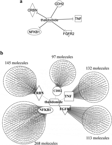 Figure 5. Molecules interacting with thalidomide.Molecules interacting with thalidomide were extracted from the database in Ingenuity Pathway software. (a) molecules were directly interacting with thalidomide. There are five molecules (cereblon, cadherin 2, fibroblast growth factor receptor 2, nuclear factor kappa B subunit 1, and tumor necrosis factor α). (b) molecules directly interacting with the above five proteins were extracted, hence those interacting with thalidomide indirectly through one molecule.