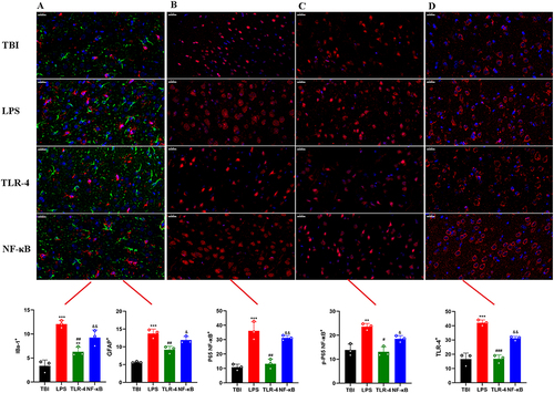 Figure 4 TAK-3 mitigated the activation of inflammatory cells and neuroinflammation induced by LPS in acute TBI rats, with subsequent reversal of this effect observed on NF-κB signaling. (A) Immunoco-staining of Iba 1 and GFAP showed Iba 1 in red, GFAP in green, and DAPI in blue. (B-C) The immunofluorescence staining results demonstrated that treatment with a TAK-3 significantly suppressed the nuclear translocation and phosphorylation of NF-κB p65, which were subsequently restored upon administration of an NF-κB agonist. (D) The administration of a TAK-3 resulted in a significant reduction in TLR-4 receptor activity, while treatment with NF-κB led to a substantial decrease in TLR-4 receptor expression. Consequently, an increase was observed in the levels of the TLR-4 receptor. (All values are expressed as mean ±SD, n = 3/ group, *** P < 0.001, ** P < 0.01, * P < 0.05 vs TBI group, ##P < 0.01, #P < 0.05 vs LPS group, &&P < 0.01, &P < 0.05 vs TLR-4 group, scale = 20 μm).