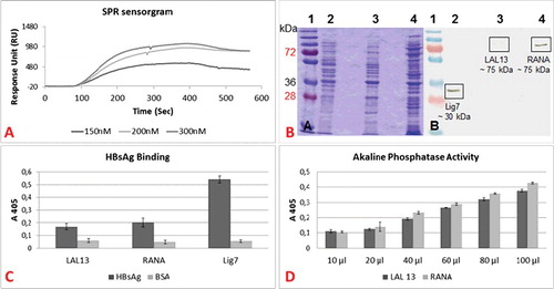 Figure 6. Binding dynamics of the bifunctional scFvs (LAL13 and RANA clones). (A) Surface plasmon resonance sensorgram. Affinity kinetics of various concentrations of HBsAg (150 nM, 200 nM, and 300 nM) on Lig7 scFv. (B) SDS-PAGE (a) and western blot (b) analyses of LAL13 and RANA clones. Lane 1, molecular mass marker (in kDa); lane 2, Lig7 scFv; lane 3, LAL13 clone; lane 4, RANA clone. (C) HBsAg-binding capacities of LAL13 clone, RANA clone and Lig7 scFv. (D) Alkaline phosphatase activity of LAL 13 and RANA clones. The activity was analyzed with ELISA Reader at 405 nm.