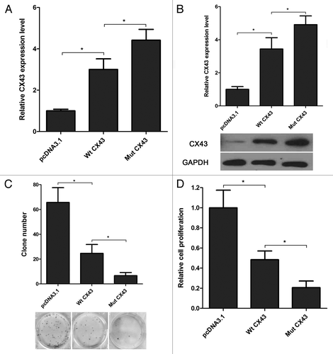 Figure 4. Overexpression of CX43 reverses miR-20a function in MDA-PCa-2b cells. (A-B) Transfection of CX43 expression plasmid increased the mRNA (A) and protein (B) expression of CX43 in MDA-PCa-2b cells. CX43 expression plasmid with mutant 3′UTR (Mut CX43) can significantly increase the mRNA and protein level of CX43 than Wt CX43. (C-D) The effects of Wt CX43 and Mut CX43 on cell viability and proliferation were evaluated by CKK-8 and cell colony formation assays. Overexpression of CX43 with mutated miR-20a target site in MDA-PCa-2b cells more significantly decreased the proliferation compared with CX43 with wild-type miR-20a target site. One-way ANOVA test were performed to analyze the significance of differences from three independent experiments. *, p < 0.05.